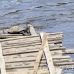 turtle_freshwater_la_h_1265_ecu3427.jpg